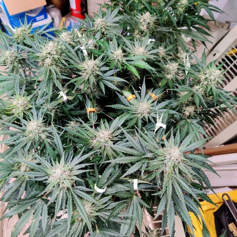 Barney's Purple Punch growlog timeline photo