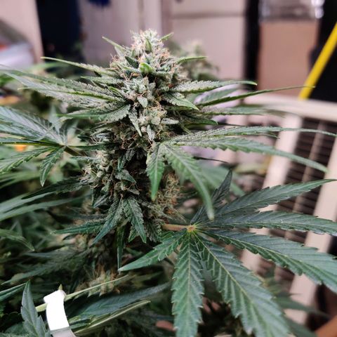 Barney's Purple Punch growlog timeline photo