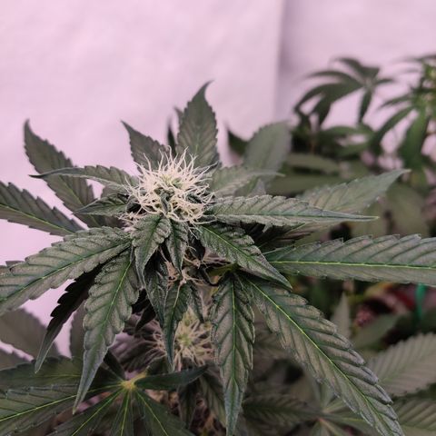 Roc Grape Dosi Breath growlog timeline photo