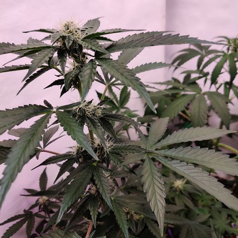 Roc Grape Dosi Breath growlog timeline photo