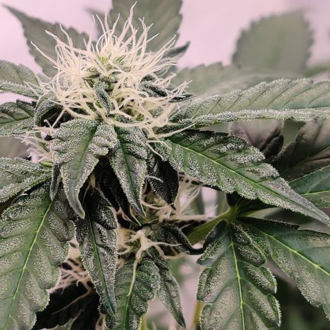 Roc Grape Dosi Breath growlog timeline photo