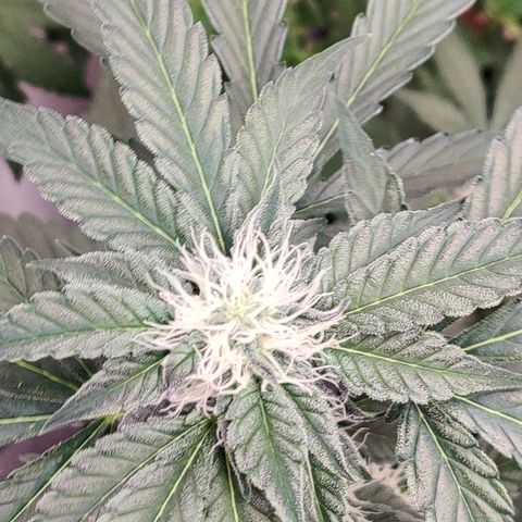 Roc Grape Dosi Breath growlog timeline photo