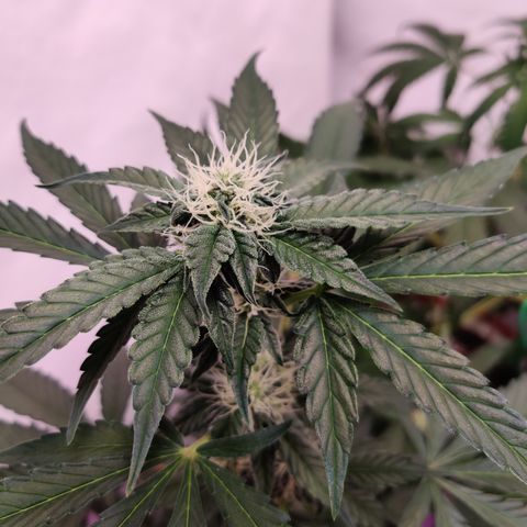 Roc Grape Dosi Breath growlog timeline photo