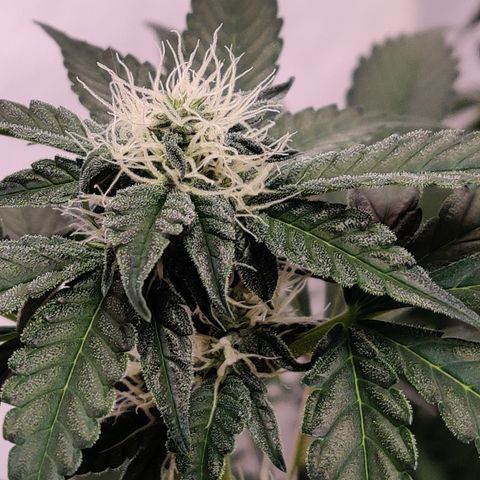 Roc Grape Dosi Breath growlog timeline photo