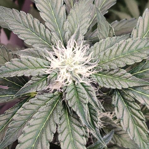 Roc Grape Dosi Breath growlog timeline photo
