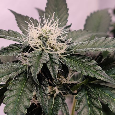 Roc Grape Dosi Breath growlog timeline photo