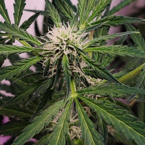 Meph HubbaBubby growlog timeline photo