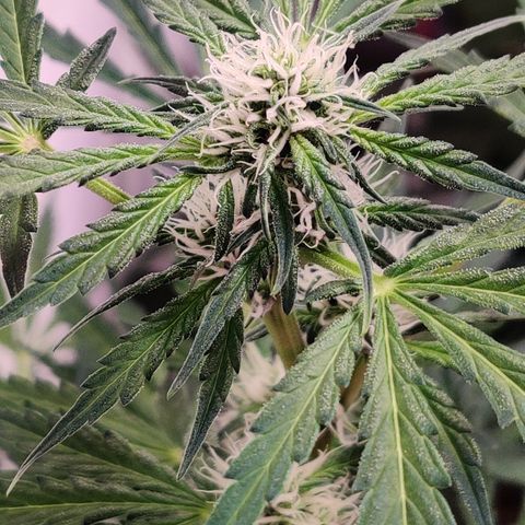 Meph HubbaBubby growlog timeline photo