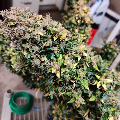 Canuk GG#4 growlog timeline photo