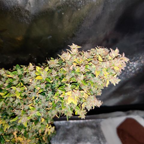 Canuk GG#4 growlog timeline photo