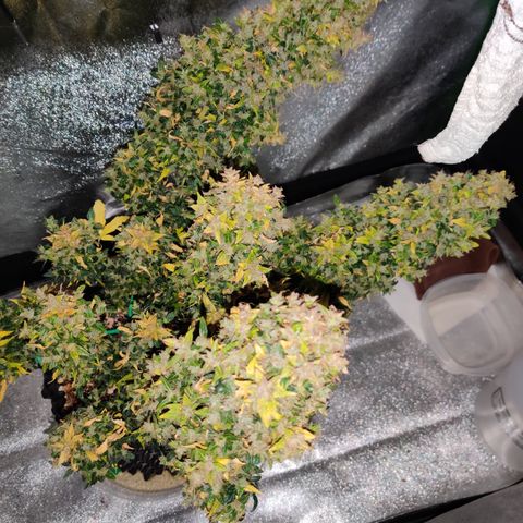 Canuk GG#4 growlog timeline photo