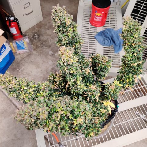 Canuk GG#4 growlog timeline photo