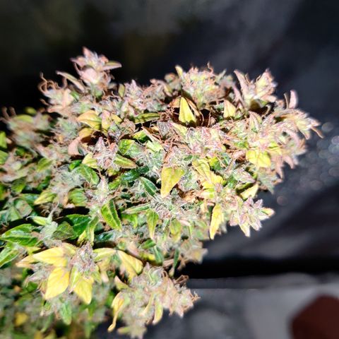 Canuk GG#4 growlog timeline photo