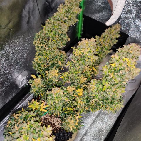 Canuk GG#4 growlog timeline photo