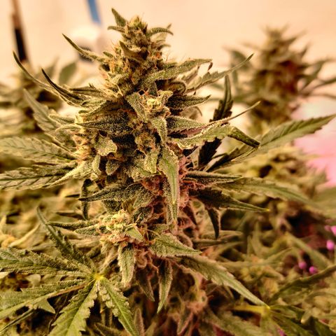 Meph Double Grape growlog timeline photo