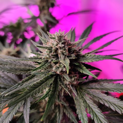 Barney's Purple Punch growlog timeline photo