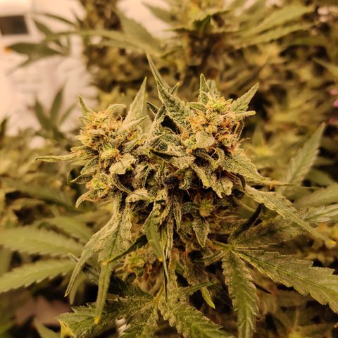 Meph Double Grape growlog timeline photo