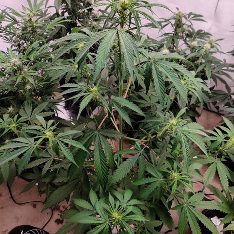 LB's Mango Tango #2 growlog timeline photo