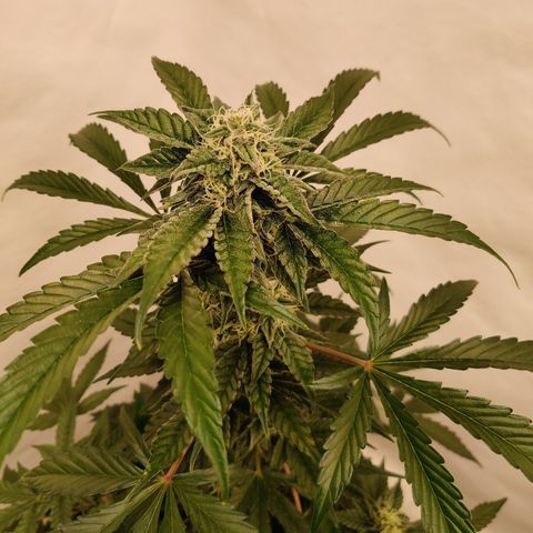 Roc Grape Dosi Breath growlog timeline photo