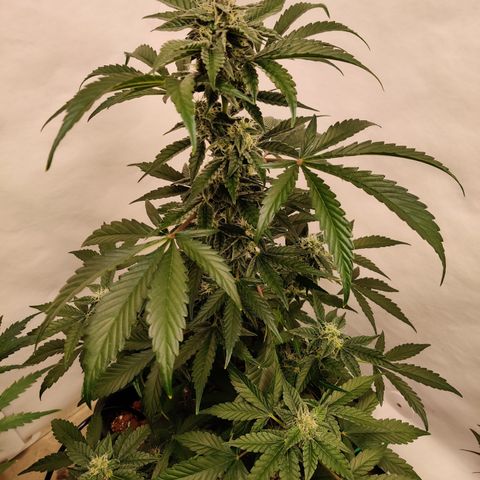 Roc Grape Dosi Breath growlog timeline photo