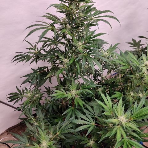 Meph HubbaBubby growlog timeline photo