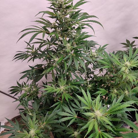 Meph HubbaBubby growlog timeline photo