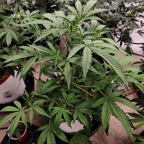 LB's Mango Tango growlog timeline photo