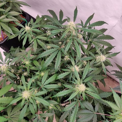Meph DGxSS growlog timeline photo