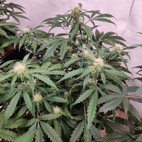 Meph DGxSS growlog timeline photo