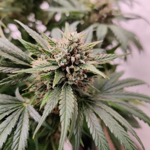 Barney's Purple Punch growlog timeline photo