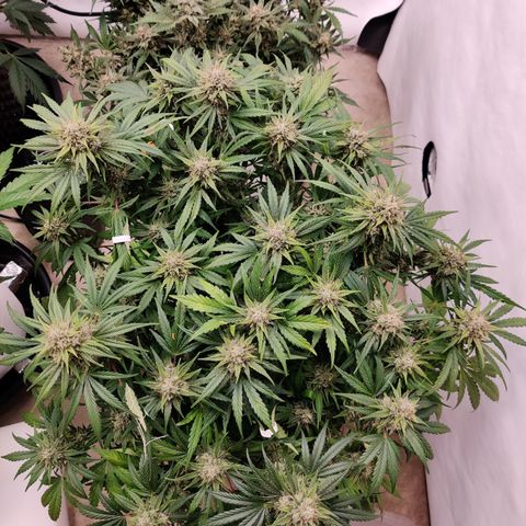 Barney's Purple Punch growlog timeline photo