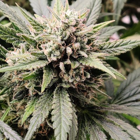 Barney's Purple Punch growlog timeline photo