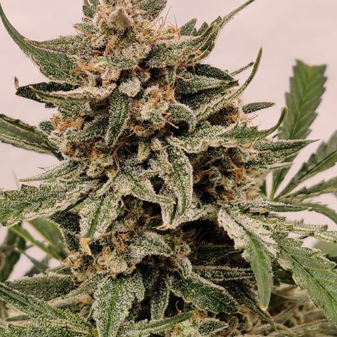 Meph Double Grape growlog timeline photo