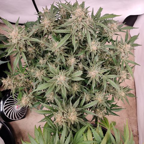 Meph Double Grape growlog timeline photo