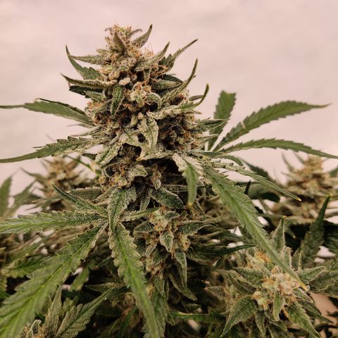 Meph Double Grape growlog timeline photo