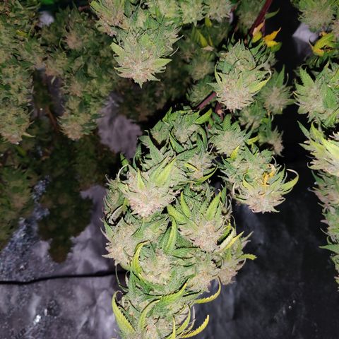 Cinex_1.0 growlog timeline photo