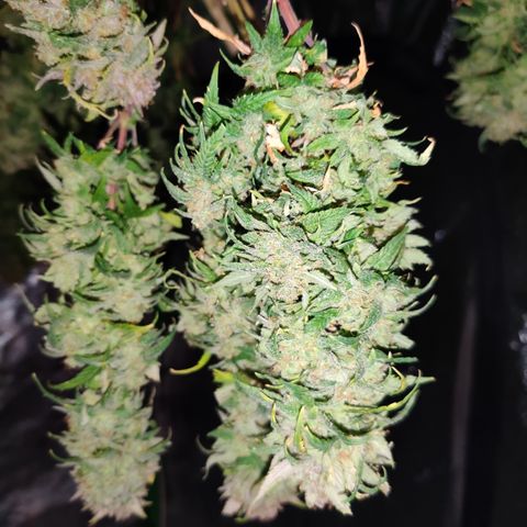 Cinex_1.0 growlog timeline photo