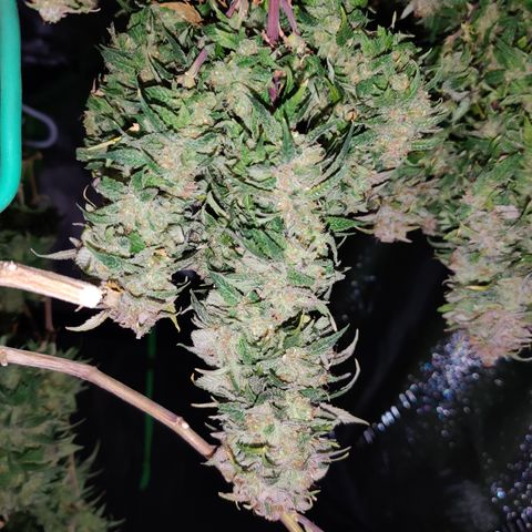 Cinex_1.0 growlog timeline photo