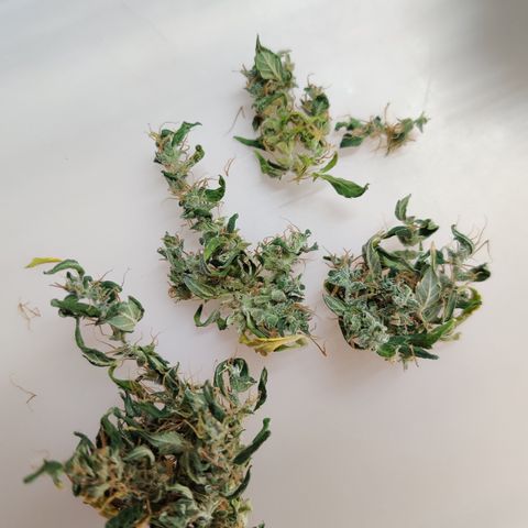 Canuk GG#4 growlog timeline photo