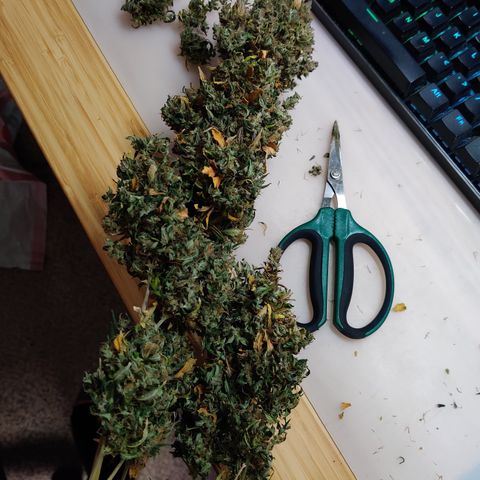 Canuk GG#4 growlog timeline photo