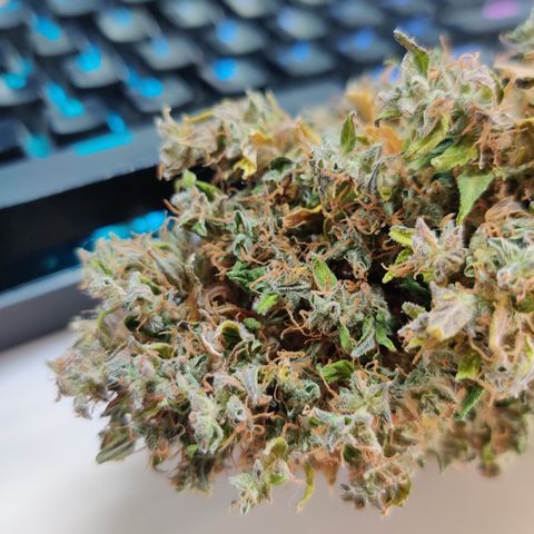 Canuk GG#4 growlog timeline photo