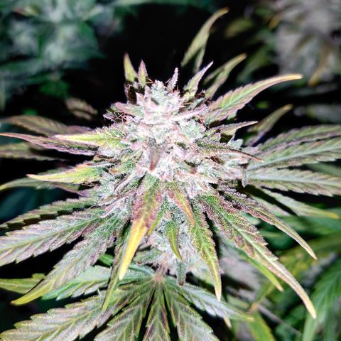 Barney's Purple Punch growlog timeline photo