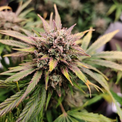 Barney's Purple Punch growlog timeline photo