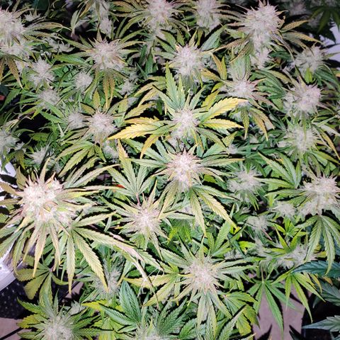 Barney's Purple Punch growlog timeline photo