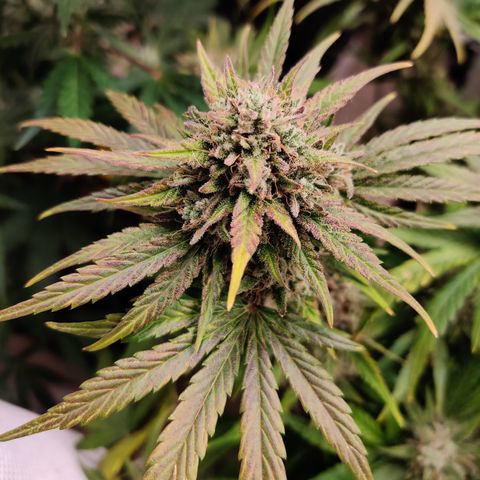 Barney's Purple Punch growlog timeline photo