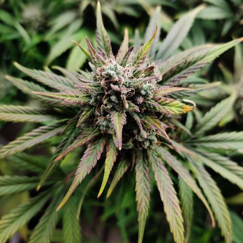 Barney's Purple Punch growlog timeline photo