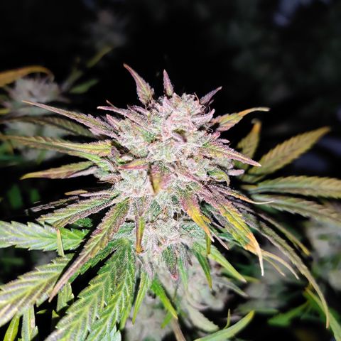 Barney's Purple Punch growlog timeline photo