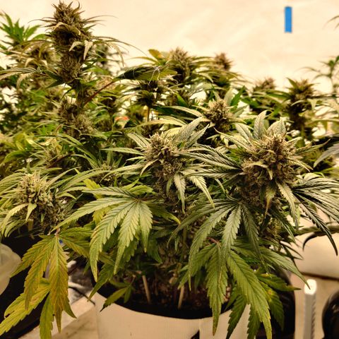 Barney's Purple Punch growlog timeline photo