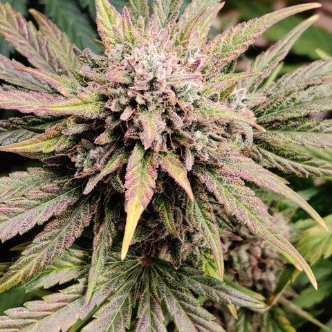 Barney's Purple Punch growlog timeline photo