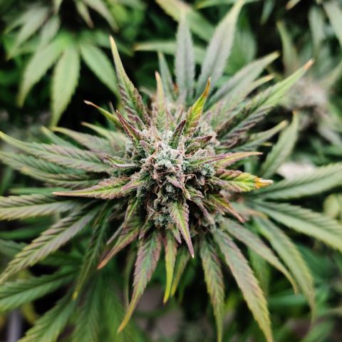 Barney's Purple Punch growlog timeline photo